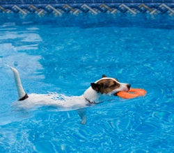 Is It OK To Allow Dogs In Your Pool?