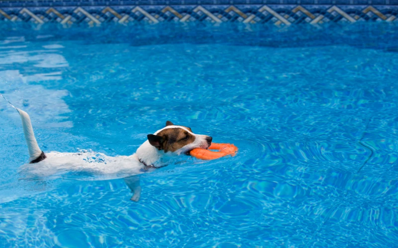Dogs In Your Pool
