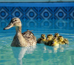 Ducks And Your Swimming Pool