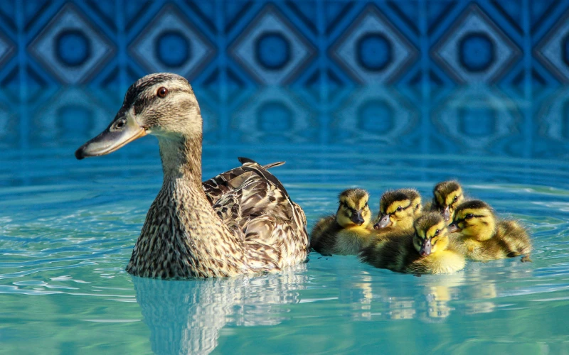 Ducks And Your Swimming Pool